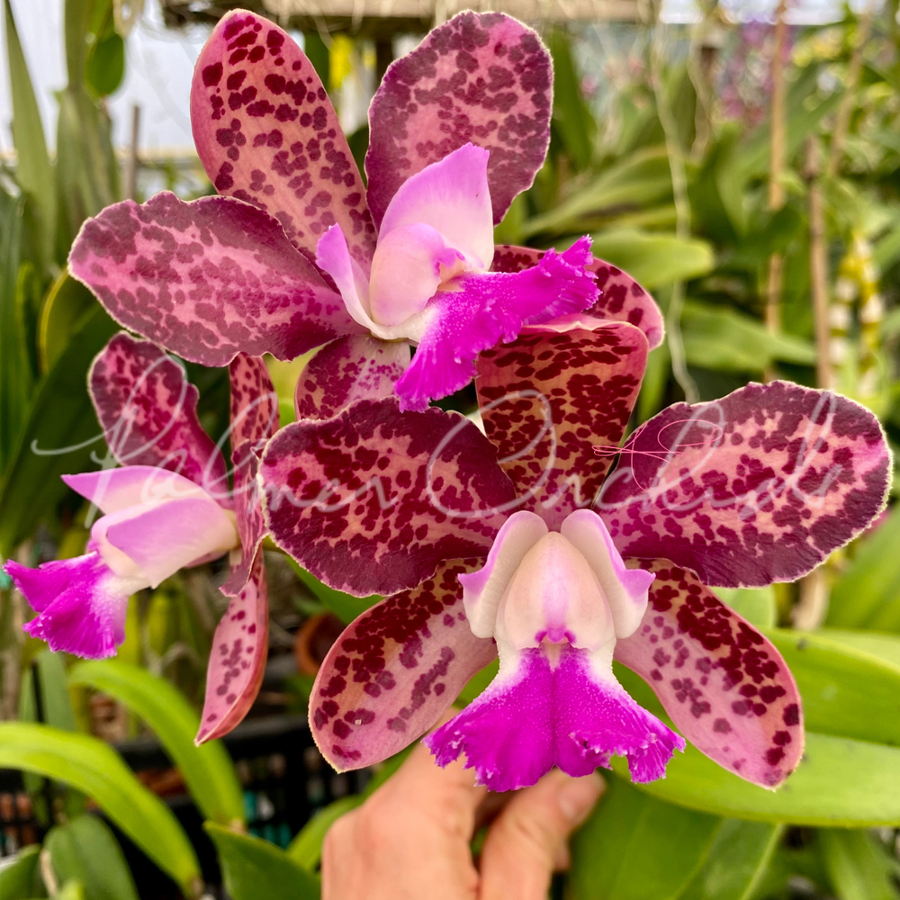 botanical☆ Cattleya+Mark+Jones+x+Sandra+